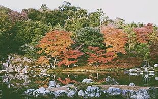 red and green trees, nature, forest, leaves