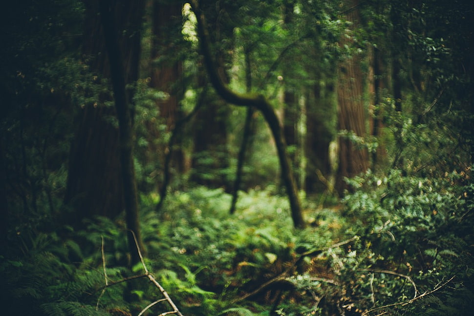 green leaf trees, depth of field, blurred, forest HD wallpaper