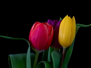 red, purple, and yellow Tulips against black background