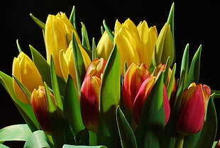 yellow and red tulip plants HD wallpaper
