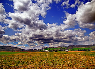 photo of dried leaves on green grass