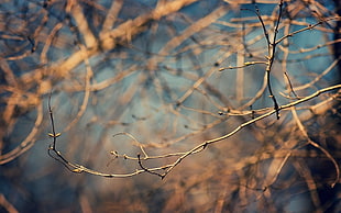 tree branch HD wallpaper