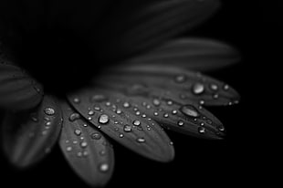 selective photos of rain drops on black leaves
