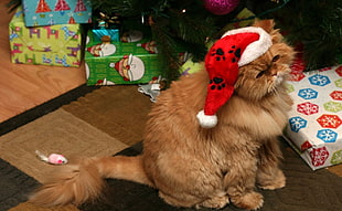 brown Persian Cat with Santa hat HD wallpaper