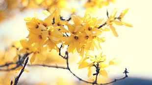 yellow flowers in shallow focus photography HD wallpaper