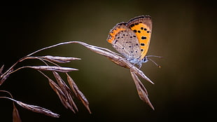 shallow focus photography of meadow Brown butterfly