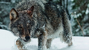 gray wolf, animals, nature, wolf, snow HD wallpaper