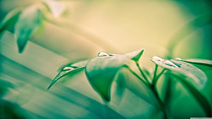 green leaf plant, nature, leaves, water drops, macro HD wallpaper
