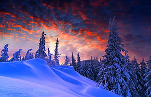 snow covered trees during golden time HD wallpaper