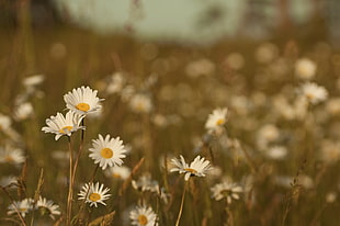 macro shot of white flowers