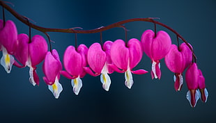 closeup photo of pink bleeding heart flower HD wallpaper