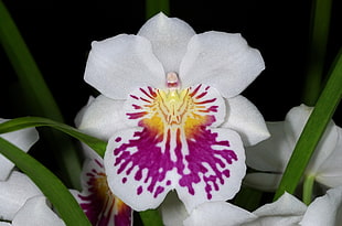 white and purple Orchid flower HD wallpaper