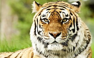 selective focus photography of tiger