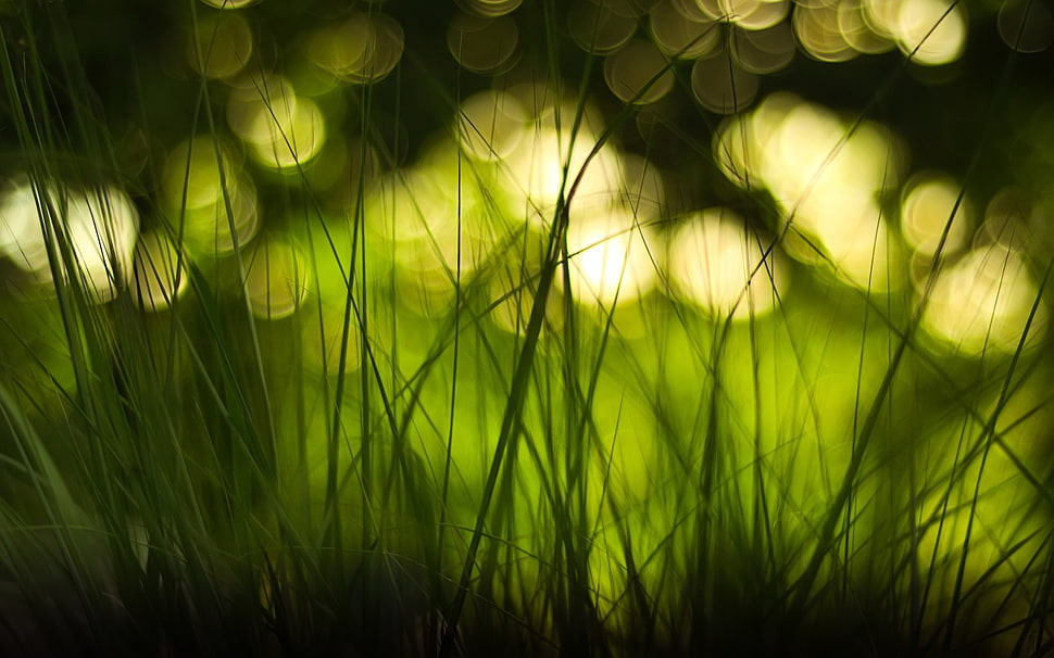 focus photo of green grass HD wallpaper