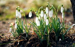 macro photography of white petaled flower HD wallpaper