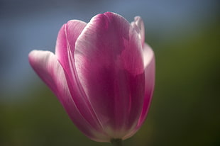 pink tulips