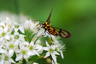 Amata Wasp Moth perched on white petaled flowers