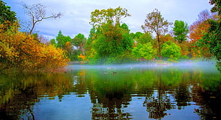 green trees, nature, landscape, morning, mist