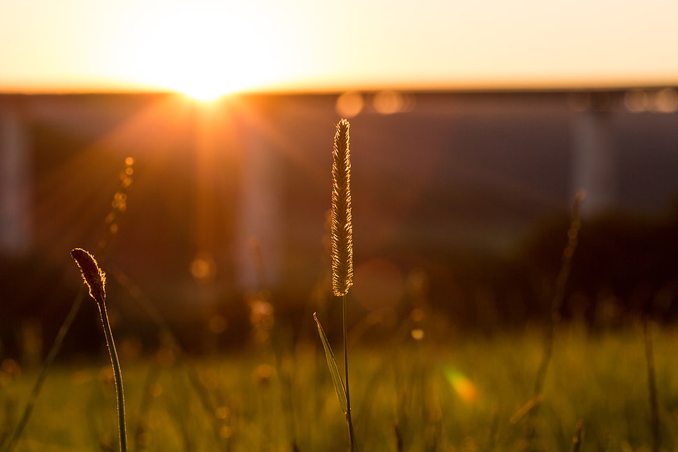 selective focus in photograph of plant HD wallpaper