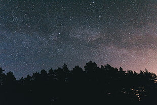 silhouette of trees during starry night