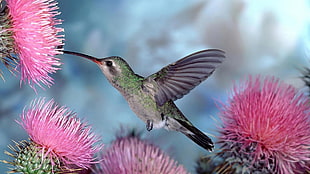 green and white humming bird flying near pink flowers HD wallpaper