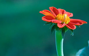 red Zinnia flower in close-up photo