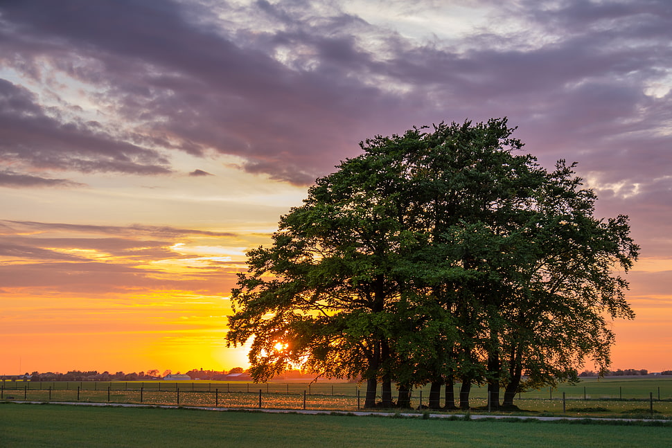 photo of green trees during sunrise HD wallpaper