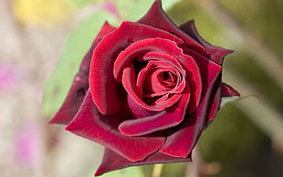 selective focus photography of red rose