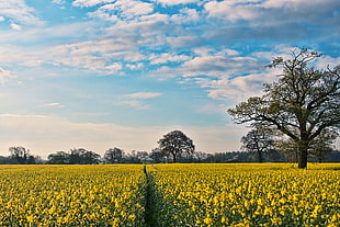 yellow flower field and green trees