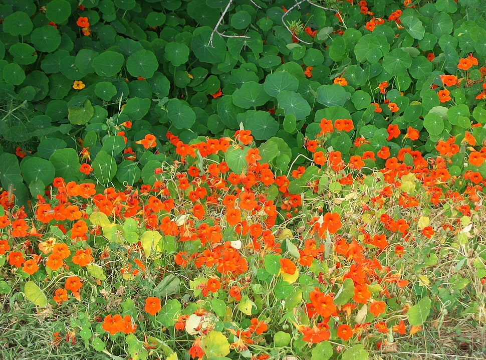 orange flowers photo during daytime HD wallpaper