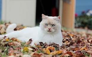short-furred white cat, animals, cat HD wallpaper