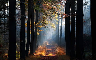 photo of road between ground covered with trees