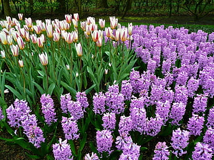 purple lavender and white tulip flower HD wallpaper