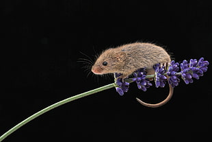 photo of brown ray in purple Lavender