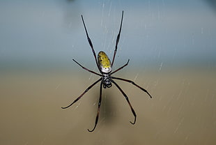 closeup photo of Spider hanging on web