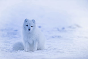 white fox on snow field close up focus photo HD wallpaper
