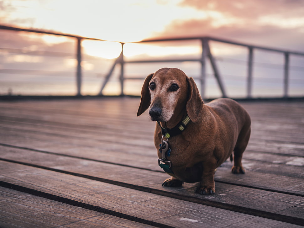 adult red smooth dachshund HD wallpaper