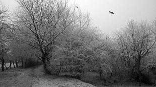 grayscale of bare tree, winter, cold, dark, birds HD wallpaper