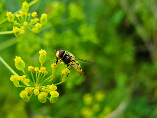 yellow Hoverfly perched on yellow flower HD wallpaper