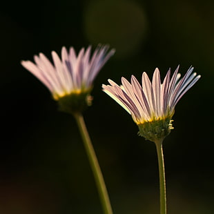 selective focus photography of purple petaled flowers, daisy