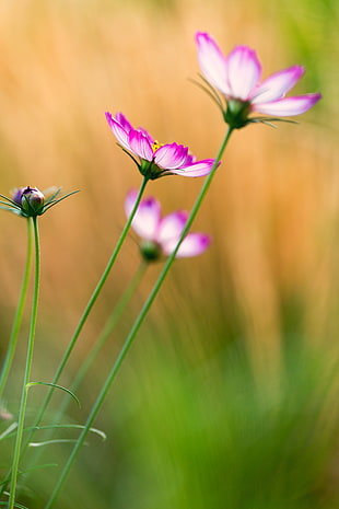 selective photography of pink and white petaled flowers