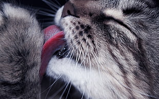 macro photo graphy silver tabby cat