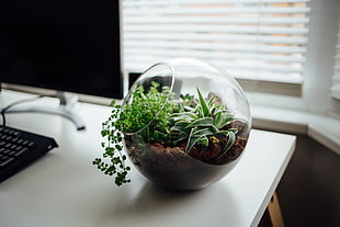 clear glass terrarium bowl, ornamented, table, desk, monitor