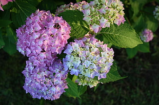 macro shot of purple and white flowers