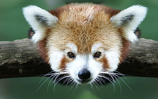 red panda on tree HD wallpaper
