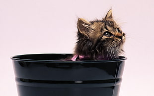 brown tabby kitten in bucket HD wallpaper