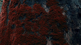 red tree moss, tree bark, moss HD wallpaper