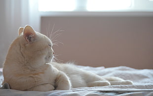 white persian cat on laying during daytime HD wallpaper