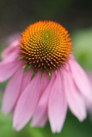 closeup photo of pink Coneflower HD wallpaper