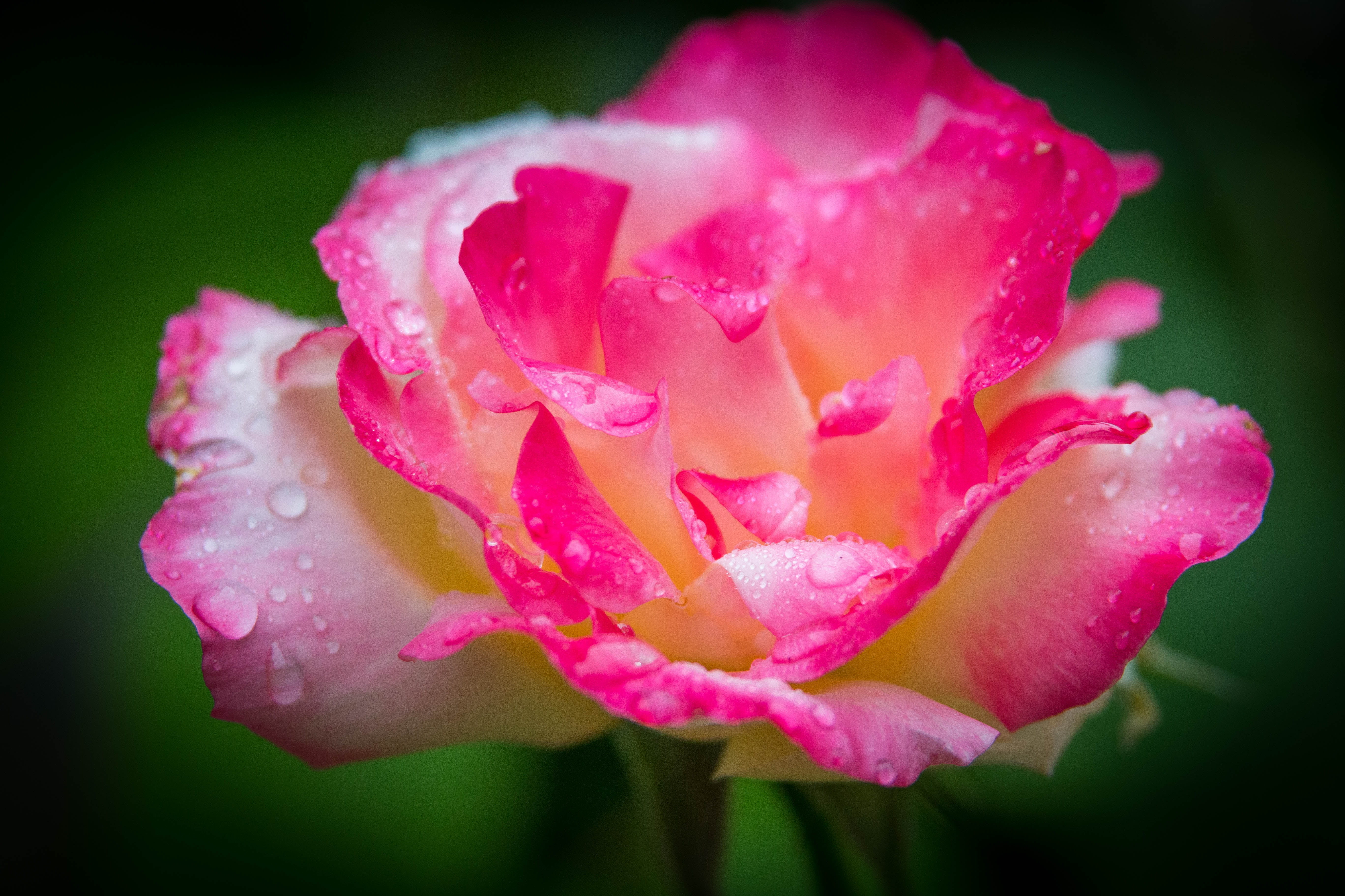 Macro photography of pink and white rose with raindrops HD wallpaper |  Wallpaper Flare